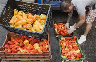 Budapest, Pest County, Hungary. Man bending to pack crates with Capsicum annuum bell peppers or