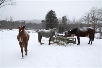 Swanzey, New Hampshire, USA. Horses feeding on hay in the winter snow. USA United States State