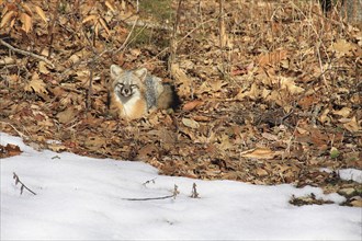 Grey fox amongst fallen leaves in winter in Keene New Hampshire. USA United States State America