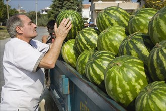 Kusadasi, Aydin Province, Turkey. Unloading fresh striped green melons delivered to the head chef