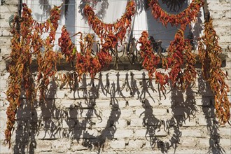 Kusadasi, Aydin Province, Turkey. Strings of red and orange chilies hung up to dry in late