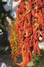 Sirince, Aydin Province, Turkey. Strings of brightly coloured red and green chilies hanging up to