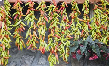 Sirince, Aydin Province, Turkey. Strings of brightly coloured chilies hanging up to dry from roof