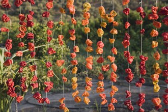 Aydin Province, Turkey. Strings of brightly coloured red and orange chilies hanging up to drying in
