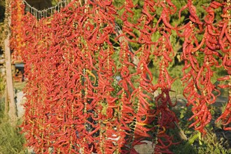 Aydin Province, Turkey. Strings of brightly coloured red and orange chilies hanging up to dry in