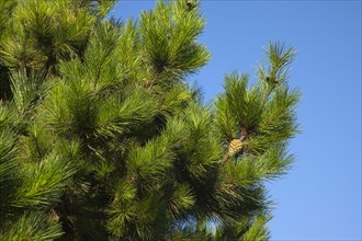 Detail of pine tree with pine cones visible. Flora Fauna Tree Trees Pine Coniferous Evergreen Green