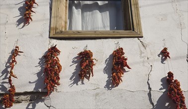 Kusadadsi, Aydin Province, Turkey. Red chilli peppers hung on strings to dry in summer sunshine