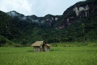 Haran Valley, Sumatra, Indonesia. Near Bukittinggi. Thatched hut standing in rice field with steep