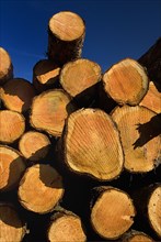 Cooley Peninsula, County Louth, Ireland. Cut timber stacked. Ireland Irish Eire Erin Europe