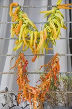 Kusadasi, Aydin Province, Turkey. Strings of brightly coloured chilies drying in late afternoon