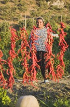 Aydin Province, Turkey. Strings of brightly coloured red chilies hanging up to dry in late