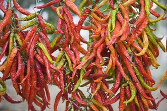Kusadasi, Aydin Province, Turkey. Strings of brightly coloured chilies hanging up to dry in late