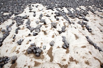 Birling Gap, East Sussex, England. Pebbles of various sizes deposited on chalk shelf by the sea.