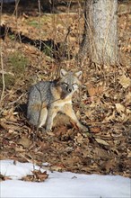 Grey fox amongst fallen leaves in winter in Keene New Hampshire. USA United States State America