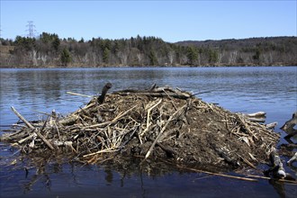 Hinsdale, New Hampshire, USA. Beaver Lodge on the Connecticut River during springtime. USA United
