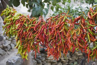 Kusadasi, Aydin Province, Turkey. Strings of brightly coloured chilies hanging up to dry in the