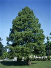 Metasequoia Glyptostroboides. Native of South West China now planted widely throughout UK public