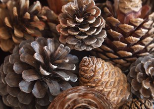 Trees, Pine, Cones, Detail of pine cones.