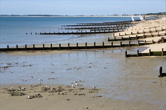 England, West Sussex, Bognor Regis, Wooden groynes at low tide used as sea defences against erosion