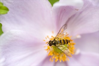 Insects, Fly, Hoverfly, Hoverfly  sometimes called flower flies or syrphid flies of the insect
