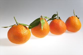 Food, Fruit, Orange, Four fresh Clementine oranges.