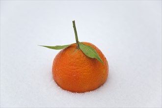 Food, Fruit, Oranges, Fresh Clementine orange in the snow.