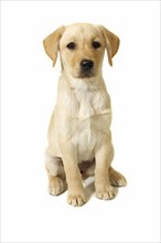 Animals, Domestic, Pets, A female Labrador Retriever puppy.