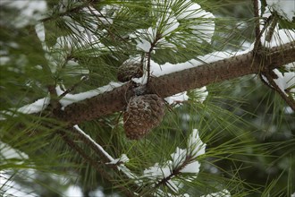 Weather, Winter, Snow, Detail of a pine tree with cones in snow.