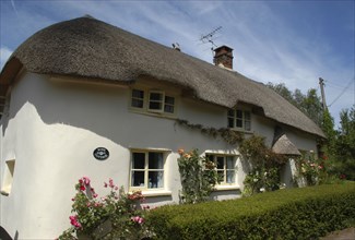 England, Devon, General, Thatched cottage with hedged garden