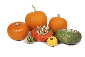 Food, Vegetables, Squashes, Display of various squash and pumpkin varieties.