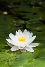 Gardens, Plants, Aquatic, Single white water lily flower of the family Nymphaeaceae in a pond