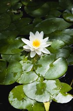 Gardens, Plants, Aquatic, Single white water lily flower of the family Nymphaeaceae in a pond