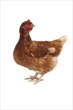 Animals, Birds, Poultry, Chicken photographed on a white background with head raised and turned to