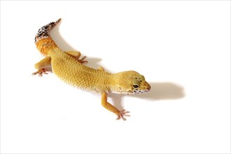 Animals, Reptiles, Lizards, Studio shot of a yellow Gecko on white background.