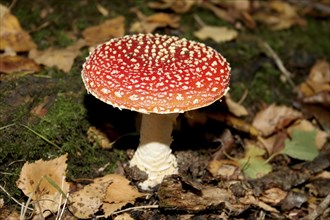 Plants, Fungi, Toadstool, Amanita Muscaria  commonly known as Fly Agaric. Red and white spotted