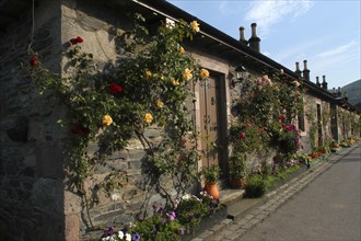 Scotland, Argyll and Bute, Luss, Row of cottages with roses growing up the stone walls