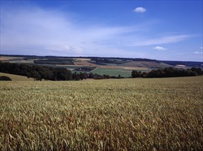 France, Pas-de-Calais, Agriculture, Wheat fields in agriculture landscape north-west of St. Omer.