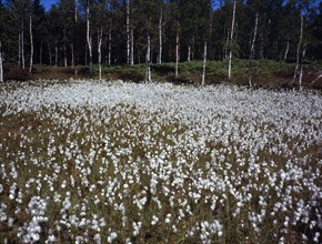 Sweden, Vastergotland, Kinnekulle Ridge, Cotton grass growing in damp area c.300m or 985 feet above