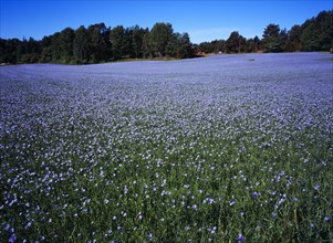 Sweden, Vastergotland, Kallandso, Field of cultivated flax  Linum usitatissimum. Used to make cloth