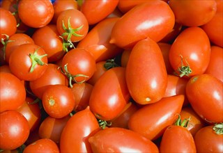 Agriculture, Fruit, Tomato, Mixed varieties of ripe organic red tomatoes.