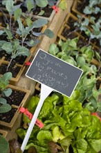 Agriculture, Organic, Vegetables, Selection of young organic vegetable plants for sale and ready