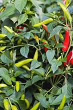 Agriculture, Herbs And Spices, Chillies, Green and ripe red chili peppers growing on plants.