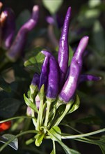 Agriculture, Herbs And Spices, Chillies, Purple chili peppers growing on plant.