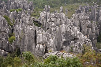 Stone Forest Shilin Yi near Lunan and Kunming. Photo : Mel Longhurst