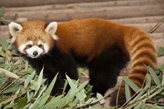 Red panda Ailurus fulgens at the Giant Panda Breeding Research Base. Photo: Mel Longhurst