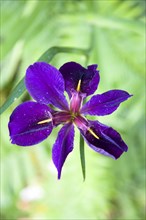 Purple Japanese Water Iris in flower. Photo: Paul Seheult