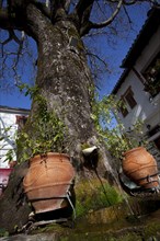 Portaria Big tree with two large pots at its base and fresh water running from the tree trunk