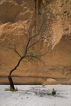 Pasabag. Slender bent tree growing in front of ochre coloured rock. Photo : Hugh Rooney