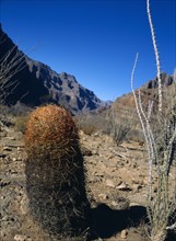USA, Arizona, Grand Canyon, Cactus within the Hualapai Indian reservation part of the canyon