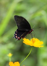 Mexico, Jalisco, Puerto Vallarta, Black and red butterfly on orange flower. 
Photo : Nick Bonetti
